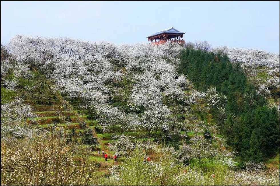 【春天，广西桂林灌阳县向您发出邀请！】我们在灌阳看梨花 - 游山玩水 - 毕节生活社区 - 毕节28生活网 bijie.28life.net