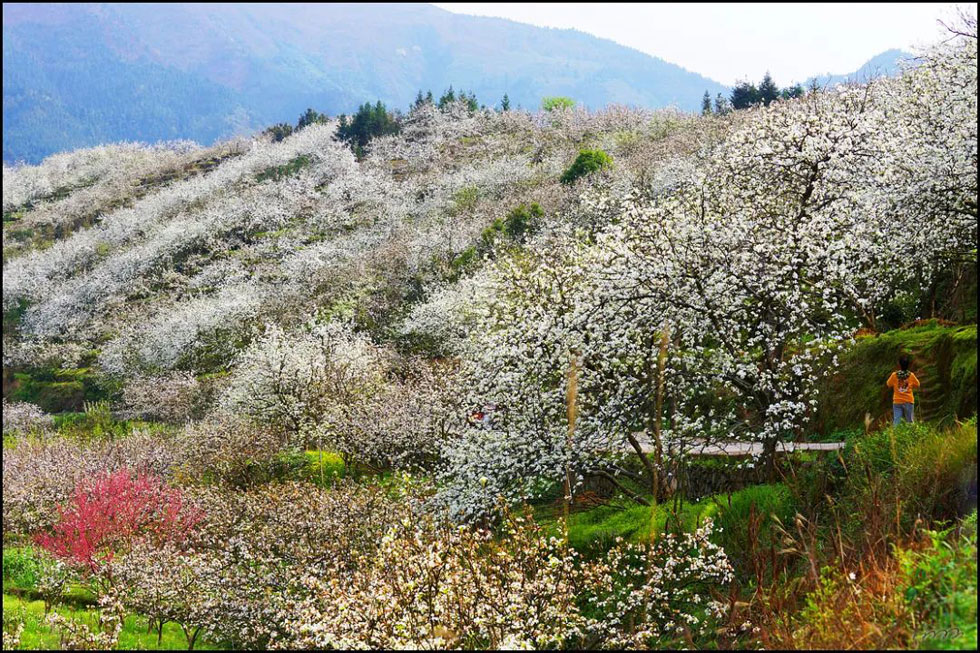 【春天，广西桂林灌阳县向您发出邀请！】我们在灌阳看梨花 - 游山玩水 - 毕节生活社区 - 毕节28生活网 bijie.28life.net