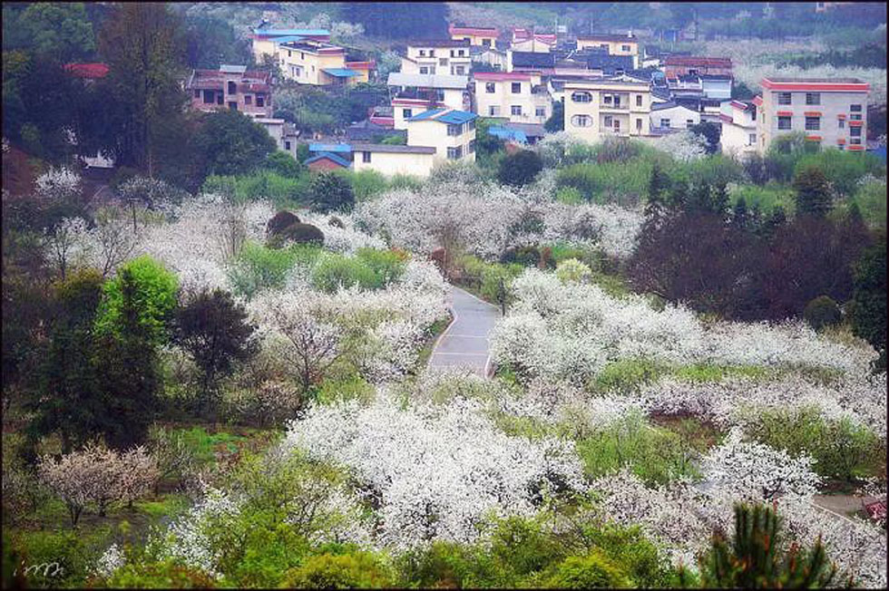 【春天，广西桂林灌阳县向您发出邀请！】我们在灌阳看梨花 - 游山玩水 - 毕节生活社区 - 毕节28生活网 bijie.28life.net