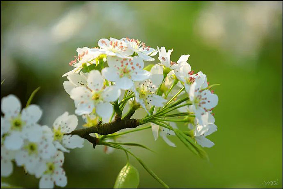 【春天，广西桂林灌阳县向您发出邀请！】我们在灌阳看梨花 - 游山玩水 - 毕节生活社区 - 毕节28生活网 bijie.28life.net
