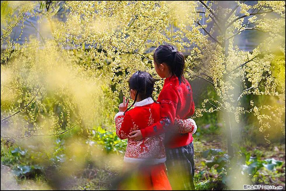 【春天，广西桂林灌阳县向您发出邀请！】米珠山前有片山苍子花在飘香 - 游山玩水 - 毕节生活社区 - 毕节28生活网 bijie.28life.net