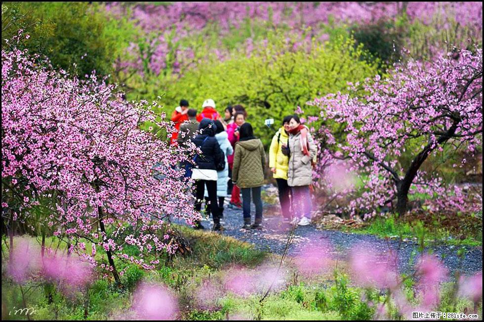 【春天，广西桂林灌阳县向您发出邀请！】官庄村有个醉美的桃花园 - 游山玩水 - 毕节生活社区 - 毕节28生活网 bijie.28life.net