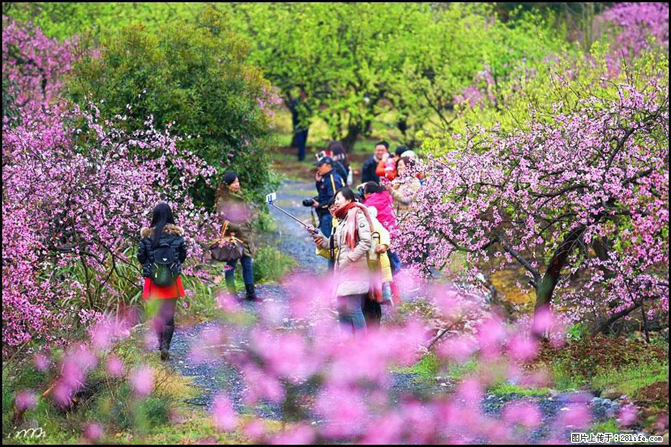 【春天，广西桂林灌阳县向您发出邀请！】官庄村有个醉美的桃花园 - 游山玩水 - 毕节生活社区 - 毕节28生活网 bijie.28life.net