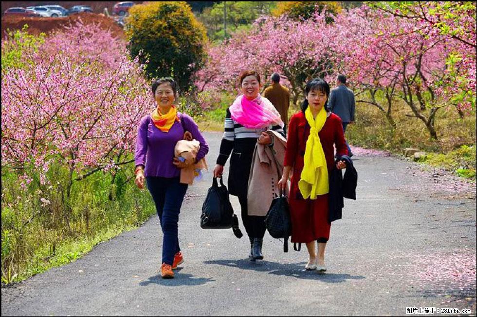 【春天，广西桂林灌阳县向您发出邀请！】官庄村有个醉美的桃花园 - 游山玩水 - 毕节生活社区 - 毕节28生活网 bijie.28life.net