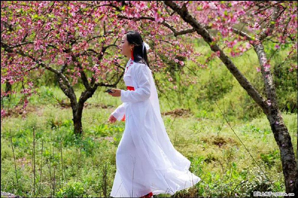 【春天，广西桂林灌阳县向您发出邀请！】官庄村有个醉美的桃花园 - 游山玩水 - 毕节生活社区 - 毕节28生活网 bijie.28life.net