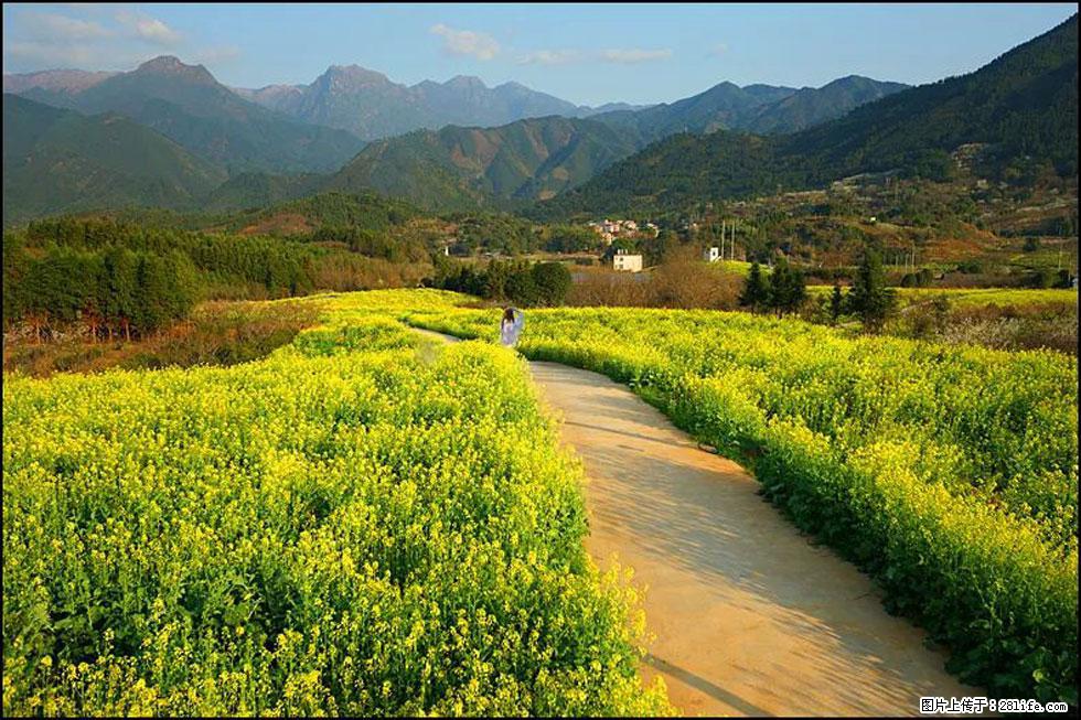 【春天，广西桂林灌阳县向您发出邀请！】长坪村油菜盛情花开 - 游山玩水 - 毕节生活社区 - 毕节28生活网 bijie.28life.net