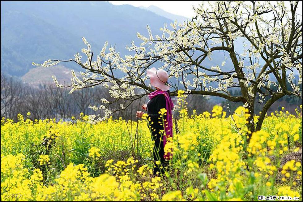【春天，广西桂林灌阳县向您发出邀请！】长坪村油菜盛情花开 - 游山玩水 - 毕节生活社区 - 毕节28生活网 bijie.28life.net