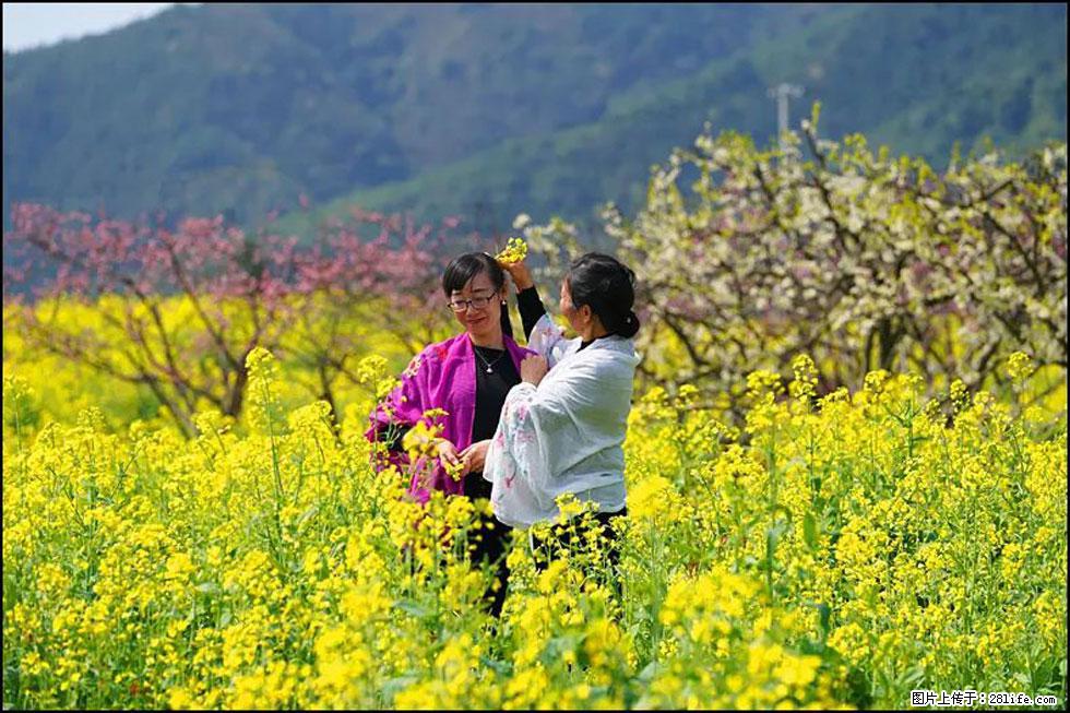【春天，广西桂林灌阳县向您发出邀请！】长坪村油菜盛情花开 - 游山玩水 - 毕节生活社区 - 毕节28生活网 bijie.28life.net