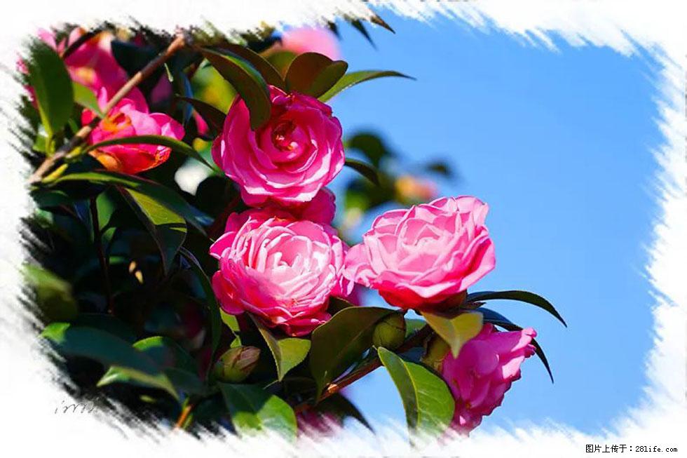 【春天，广西桂林灌阳县向您发出邀请！】杨柳井茶花惹人爱 - 游山玩水 - 毕节生活社区 - 毕节28生活网 bijie.28life.net