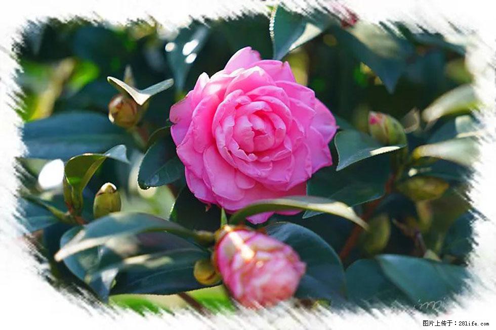 【春天，广西桂林灌阳县向您发出邀请！】杨柳井茶花惹人爱 - 游山玩水 - 毕节生活社区 - 毕节28生活网 bijie.28life.net