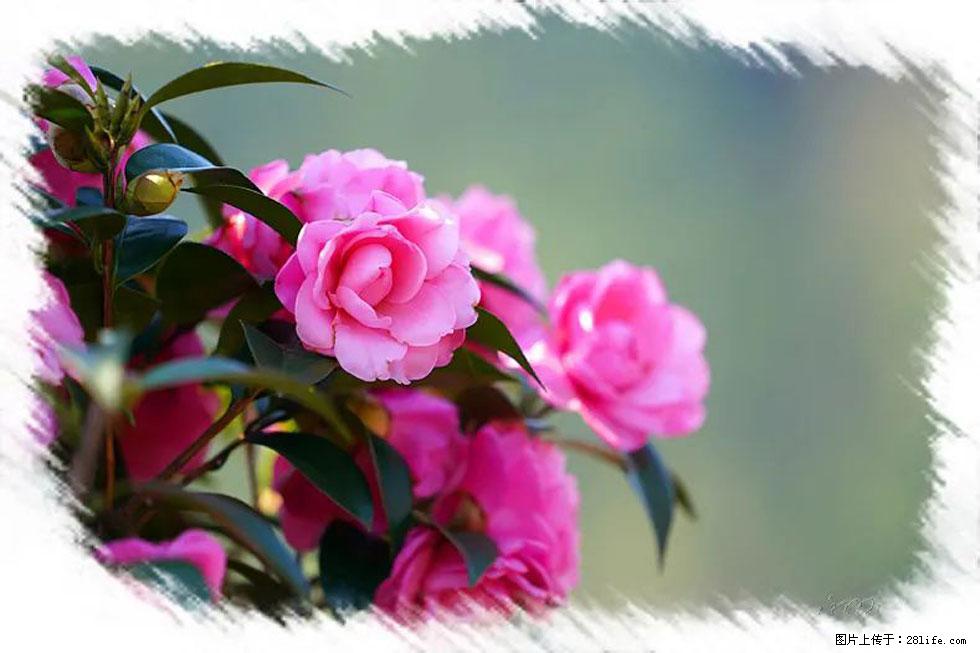 【春天，广西桂林灌阳县向您发出邀请！】杨柳井茶花惹人爱 - 游山玩水 - 毕节生活社区 - 毕节28生活网 bijie.28life.net