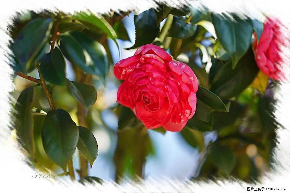 【春天，广西桂林灌阳县向您发出邀请！】杨柳井茶花惹人爱 - 游山玩水 - 毕节生活社区 - 毕节28生活网 bijie.28life.net
