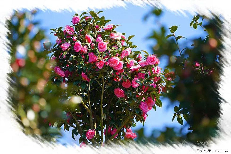 【春天，广西桂林灌阳县向您发出邀请！】杨柳井茶花惹人爱 - 游山玩水 - 毕节生活社区 - 毕节28生活网 bijie.28life.net