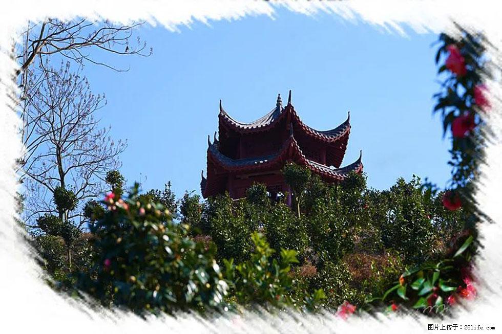 【春天，广西桂林灌阳县向您发出邀请！】杨柳井茶花惹人爱 - 游山玩水 - 毕节生活社区 - 毕节28生活网 bijie.28life.net