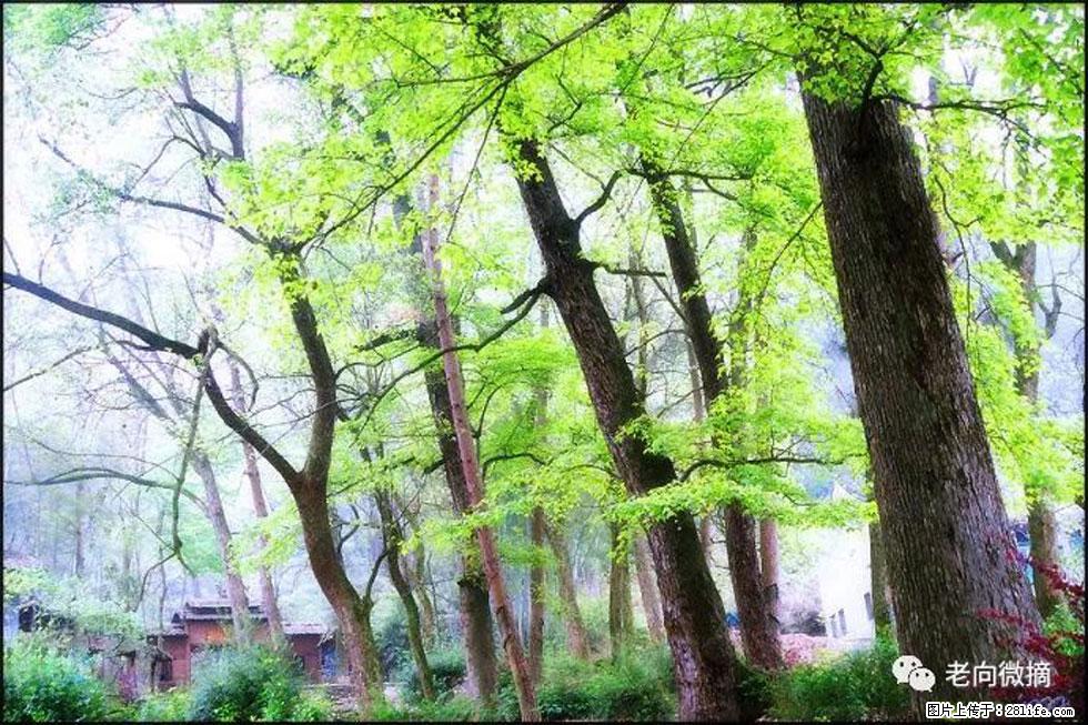 【春天，广西桂林灌阳县向您发出邀请！】在小龙村与春天约会 - 游山玩水 - 毕节生活社区 - 毕节28生活网 bijie.28life.net