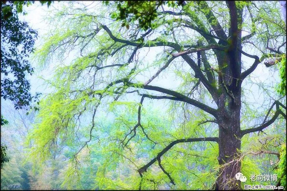 【春天，广西桂林灌阳县向您发出邀请！】在小龙村与春天约会 - 游山玩水 - 毕节生活社区 - 毕节28生活网 bijie.28life.net