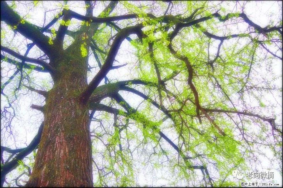 【春天，广西桂林灌阳县向您发出邀请！】在小龙村与春天约会 - 游山玩水 - 毕节生活社区 - 毕节28生活网 bijie.28life.net