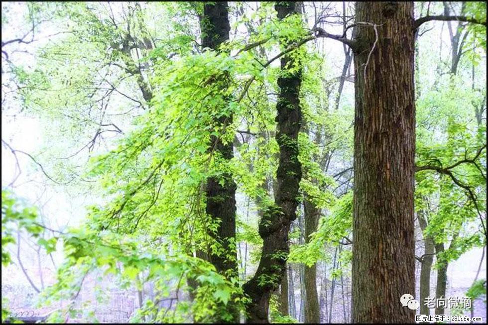 【春天，广西桂林灌阳县向您发出邀请！】在小龙村与春天约会 - 游山玩水 - 毕节生活社区 - 毕节28生活网 bijie.28life.net