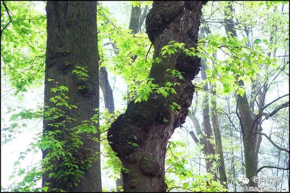 【春天，广西桂林灌阳县向您发出邀请！】在小龙村与春天约会 - 游山玩水 - 毕节生活社区 - 毕节28生活网 bijie.28life.net