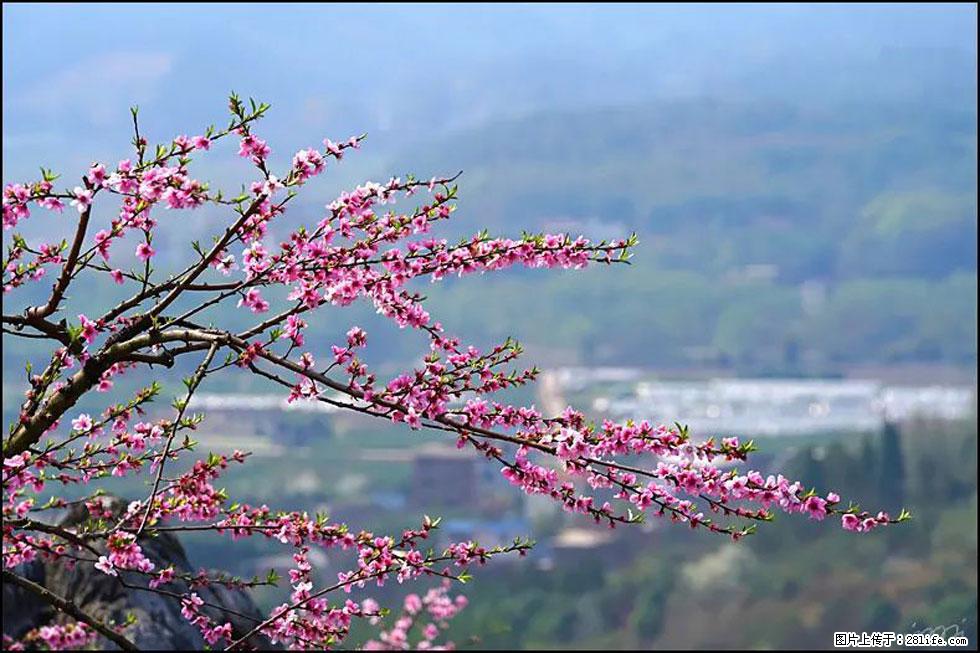【春天，广西桂林灌阳县向您发出邀请！】望月岭上桃花开 - 游山玩水 - 毕节生活社区 - 毕节28生活网 bijie.28life.net