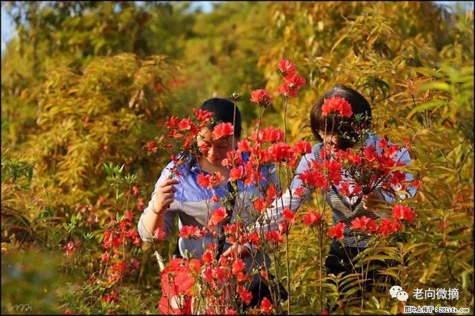 【春天，广西桂林灌阳县向您发出邀请！】登麒麟山，相约映山红 - 游山玩水 - 毕节生活社区 - 毕节28生活网 bijie.28life.net