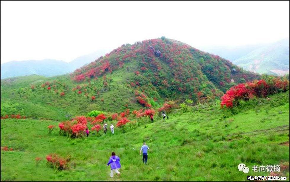 【春天，广西桂林灌阳县向您发出邀请！】宝盖山上映山红 - 游山玩水 - 毕节生活社区 - 毕节28生活网 bijie.28life.net