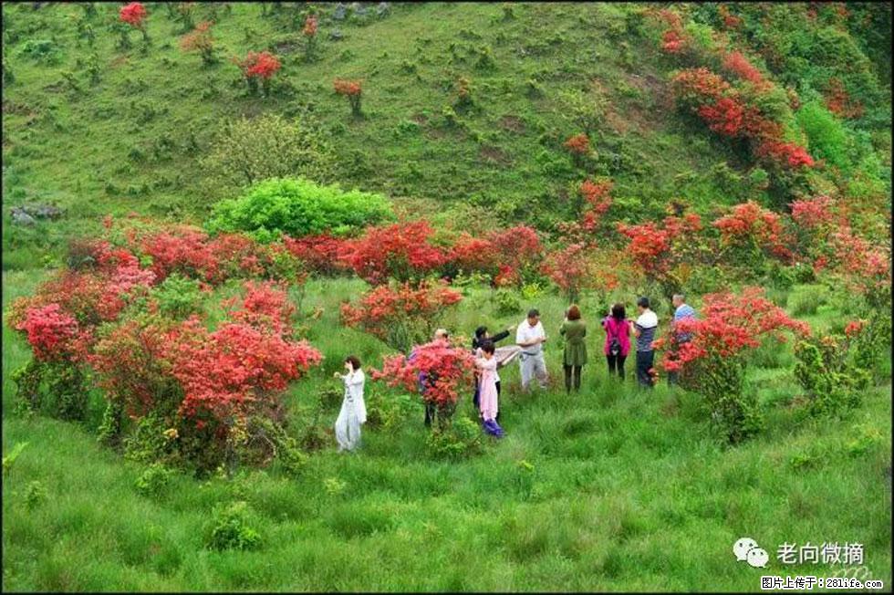 【春天，广西桂林灌阳县向您发出邀请！】宝盖山上映山红 - 游山玩水 - 毕节生活社区 - 毕节28生活网 bijie.28life.net