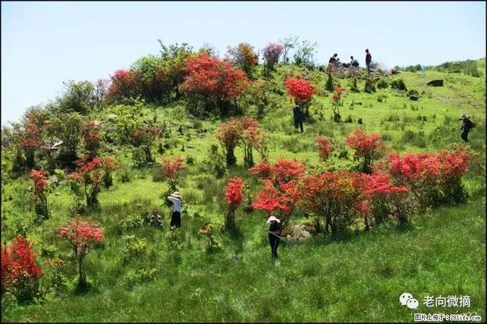【春天，广西桂林灌阳县向您发出邀请！】宝盖山上映山红 - 游山玩水 - 毕节生活社区 - 毕节28生活网 bijie.28life.net