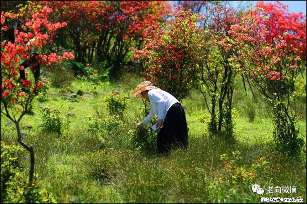 【春天，广西桂林灌阳县向您发出邀请！】宝盖山上映山红 - 游山玩水 - 毕节生活社区 - 毕节28生活网 bijie.28life.net