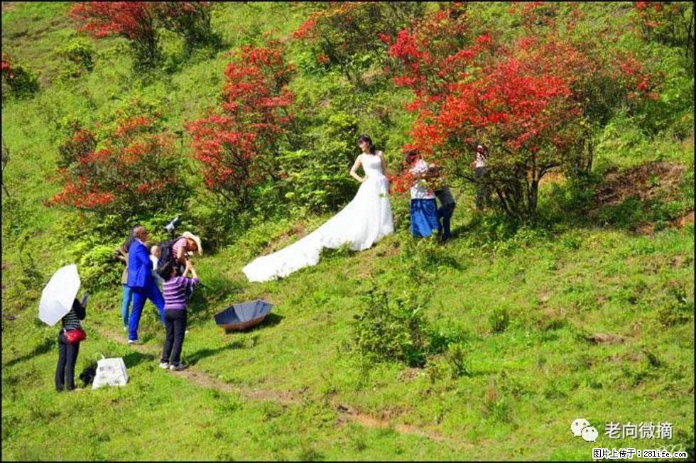 【春天，广西桂林灌阳县向您发出邀请！】宝盖山上映山红 - 游山玩水 - 毕节生活社区 - 毕节28生活网 bijie.28life.net