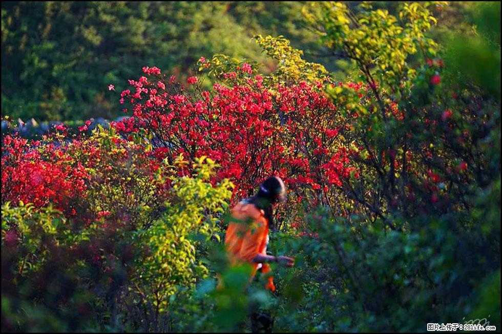【春天，广西桂林灌阳县向您发出邀请！】春木界上映山红 - 游山玩水 - 毕节生活社区 - 毕节28生活网 bijie.28life.net