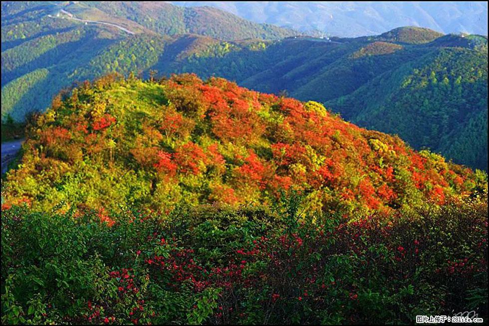 【春天，广西桂林灌阳县向您发出邀请！】春木界上映山红 - 游山玩水 - 毕节生活社区 - 毕节28生活网 bijie.28life.net