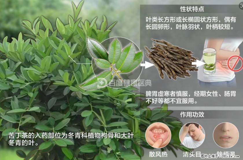 苦丁茶有哪些功效和作用 - 生活百科 - 毕节生活社区 - 毕节28生活网 bijie.28life.net