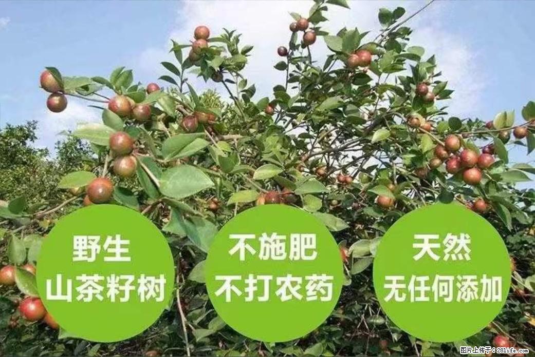 【灌阳县油茶产业示范区】一个有着充实的精神生活的人，对待身外之物自会有一种淡泊的态度 - 美食天地 - 毕节生活社区 - 毕节28生活网 bijie.28life.net
