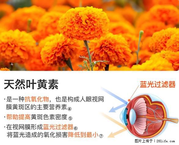 叶黄素有什么功效和作用 - 生活百科 - 毕节生活社区 - 毕节28生活网 bijie.28life.net