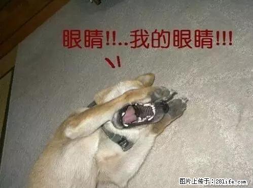 笑癫了！一女的怀孕三年未生，他终于忍不住了... - 娱乐八卦 - 毕节生活社区 - 毕节28生活网 bijie.28life.net