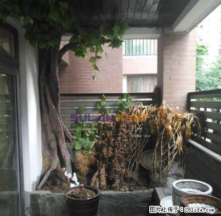 南北新区碧阳国际城， - 房屋出租 - 房屋租售 - 毕节分类信息 - 毕节28生活网 bijie.28life.net