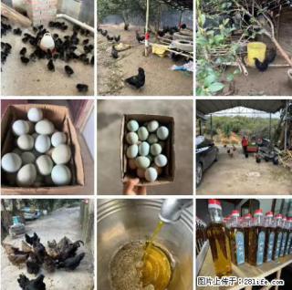 油茶园从小鸡仔开始养起的纯土鸡、土鸡蛋可以预定啦！还有前几天刚榨的纯山茶油哦 - 毕节28生活网 bijie.28life.net