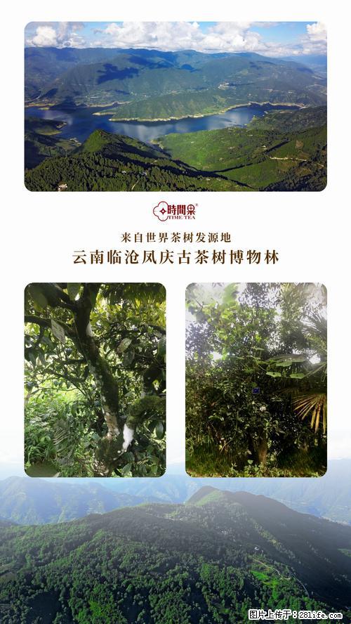 时间果百年古树2025年春红茶 - 购物交流 - 毕节生活社区 - 毕节28生活网 bijie.28life.net