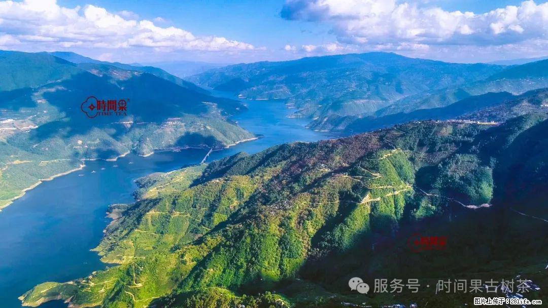 时间果百年古树龙珠普洱生茶 - 购物交流 - 毕节生活社区 - 毕节28生活网 bijie.28life.net