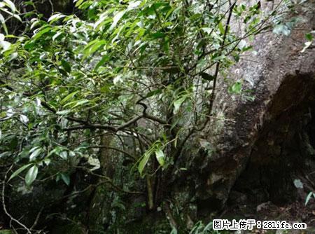 平乐石崖茶，珍贵仅次于金花茶 - 毕节生活资讯 - 毕节28生活网 bijie.28life.net