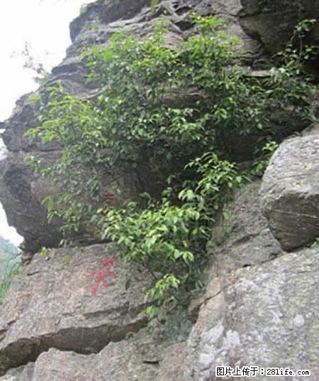 平乐石崖茶，珍贵仅次于金花茶 - 毕节生活资讯 - 毕节28生活网 bijie.28life.net