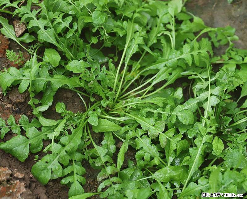 这些蔬菜是“天然钙片”，这6种被医生重点推荐 - 毕节生活资讯 - 毕节28生活网 bijie.28life.net