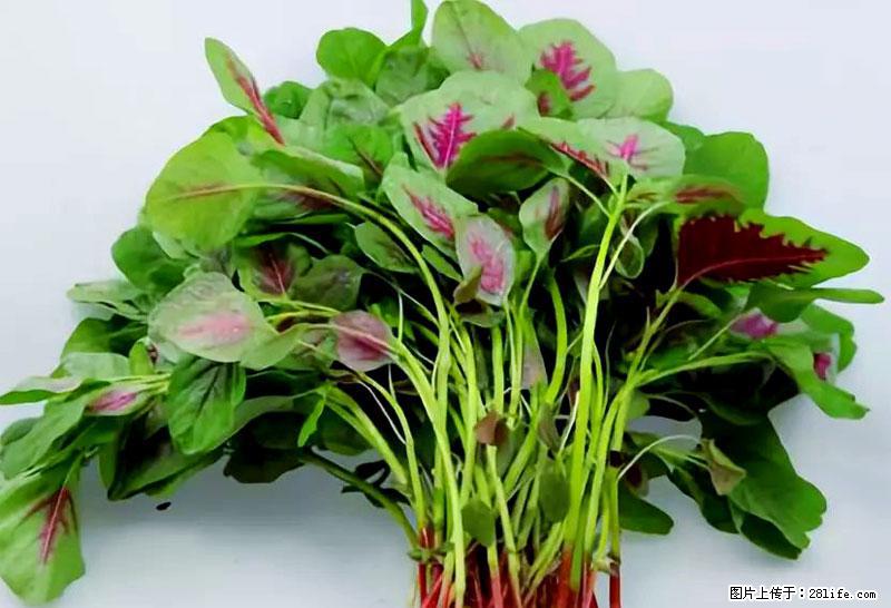 这些蔬菜是“天然钙片”，这6种被医生重点推荐 - 毕节生活资讯 - 毕节28生活网 bijie.28life.net