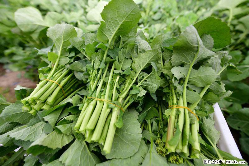 这些蔬菜是“天然钙片”，这6种被医生重点推荐 - 毕节生活资讯 - 毕节28生活网 bijie.28life.net